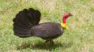 Brush Turkey fighting with Python for saving his Nest - Amazing Videos | Wild Wonders