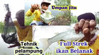 MANCING IKAN BELANAK TERCEPAT PENUH STREK~ BOLO JORAN