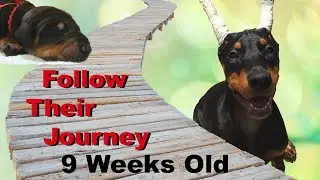 Doberman Puppies: Why Preservation Breeding Matters. 9 Weeks Old