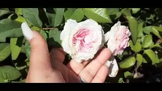International Rose Test Garden in Portland, Oregon | Rose Garden in Oregon | summer vacation 2021