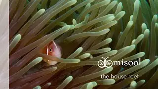 Misool: Explore our House Reef
