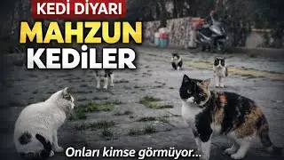 Kedi Diyarı #kedi #kedivideoları