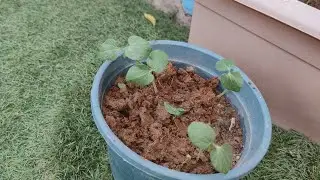 Lady finger propagation ||Solankis garden||
