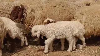 Bonne nouvelle pour Sungor du Tchad (langue Assangori)بشرى سارة لـ Sungor      