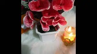 اجابه على اسئله   👈 العائله الروحيه  .. تبادل الادوار