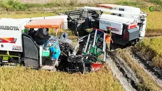 Grain Harvest Kubota Harvesting Machine Grow Rice Farms  Rice Cutting Machinery Safety Operating