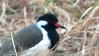 The red-wattled lapwing (Vanellus indicus) is an Asian lapwing or large plover