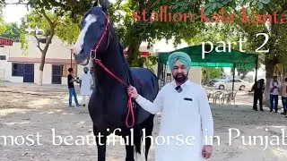 marvadi stallion kala kanta// पंजाब का मसहुर घोड़ा काला काटा //part 2 !! #marwarihorse 🔥🔥