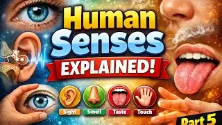 Human senses|how they work?|full information|by study sphere