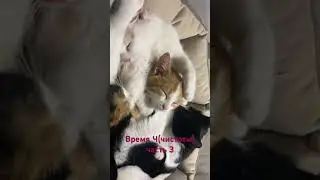 #помощьбездомным #бездомныеживотные #котики #пушистики #catsvideo #catsshorts #beautifulcat #cat