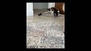 Bunnies Playing With Cats #shorts #cats #rabbit #cuteanimals #funnycats