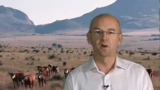 Global Markets Analysis - Beef