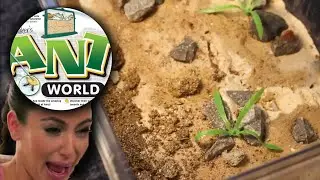 GOODBYE, FOREVER? | Ant World Ep 16