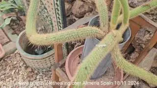 It's very interesting for a plant to go up and down, these are Mother Nature's work for nature.