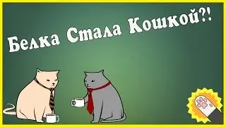 Catlateral Damage:Белка Стала Кошкой?! [ПЕРЕЗАЛИВ]