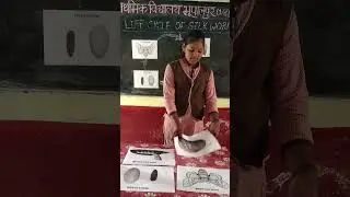 रेशम कीट का जीवन चक्र || Life cycle of silk worm || #studentpresentation #scienceproject