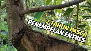 Top Working Pohon Jumbo 2 Tahun: Transformasi Durian Premium!