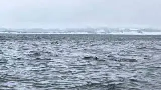 Whale watching @ the Arctic Circle@Travel.Tromso  🇳🇴 #troms&oslash; #norway