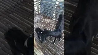 ADORABLE NEWBORN Goats Taking Their First Steps! 🐐 | Cute Baby Goats #shorts