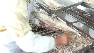 LIMPIEZA LOMOS ALBACORA COCIDOS