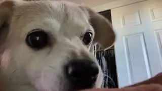 Cute Dog FOX Begs MaMas Plate No Edit 1-13-2025 #cutedog #fypdog #doglover #dogsofyoutube #dogeats