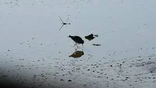 Rye Harbour Nature Reserve