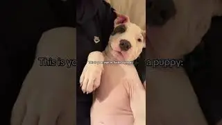 Это ваш знак, чтобы взять щенков на передержку #dogfluencer #dogmom #rescuedog #dogcuddles