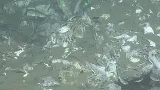 Nautilus Video Bite: Seafloor Sediment