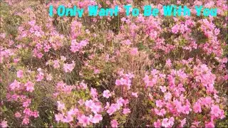 イージーギターで【I Only Want To Be With You】