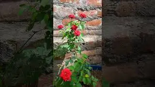 Red button rose #nature #relax #birds #ihavethisthingwithplants #flowers #flower #music #parrot
