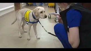 &lsquo;Hero&rsquo; Service Dog Gets Send-Off Party After Comforting Hospital Staff During Pandemic