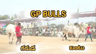 రెంటచింతల న్యూ కేటగిరి 9వ.GP BULLS (గరుడ 💥 బంటు ) కొండబాలవారిపాలెం గ్రామం గుంటూరు జిల్లా..