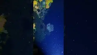 BASKET STAR coral that can be seen only at night