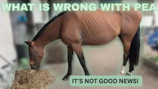 Что не так с Пи? Это плохие новости :( || @melissa.emma.equestrian