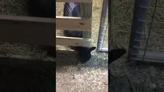 Funny goat video! Snuggling in for the night. #goatfarm #petfriends #farmanimals #goatfam