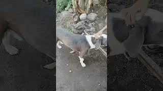 #puppies #pets #dogs #dog #funny