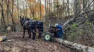 We had a PEACEFUL day LOGGING ❤️ #282 #mules #horselogging #drafthorses #logging #horse 