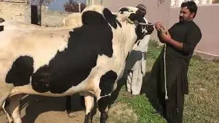 Dera molvi Safdar Mirwal || Sale Collection 2022 || khiladi Dandan Nay || Fatehjang