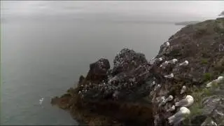 Cliff-Nesting Seabirds of Gull Island
