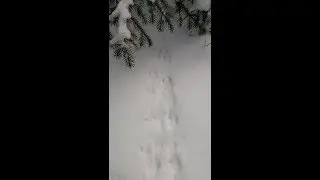 Animal Tracks P3