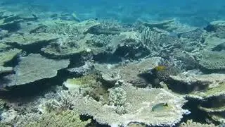 Reef survey clip -  North Reef, Capricorn Bunker sector, Great Barrier Reef October 2017