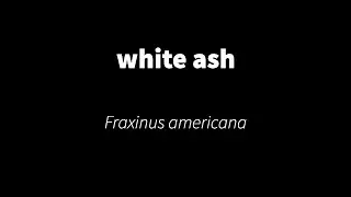 Fraxinus americana - white ash
