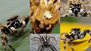 Spiders Macro Photography | Mobile Photography | Insects Macro photography