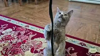 2 Fun Toys That Entertain Your cat
