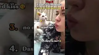 top 5 funny cat moments!!!😂😂