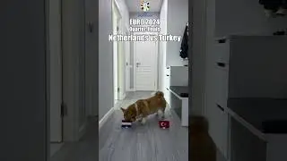 Corgi predicted the match Netherlands vs Turkey Euro 2024 #euro2024 #netherlands #turkey #football