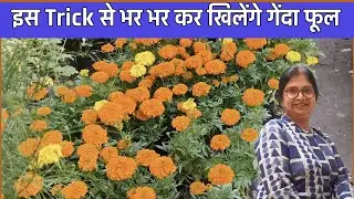 This trick will result immense flowering in plants during January to April. #plantcare
