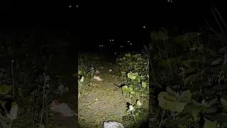 Real Bhoot/Ghost caught on camera  || Spooky Status 😱 ||😱 Horror WhatsApp Status #shorts #ghost