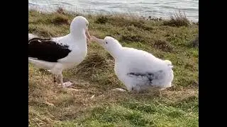 Royal Albatross Nesting   SD 480p