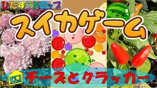 【スイカゲーム】ほのぼのしたひとときをフルーツ達と季節の花と名言と共に🌹息抜き、作業、育児、家事、仕事、勉強等のBGMに、ただただボーっとしたいときに、 お子様からシニア世代までごゆるりとごらんあれ♨